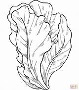 Salad coloring page  Free Printable Coloring Pages sketch template