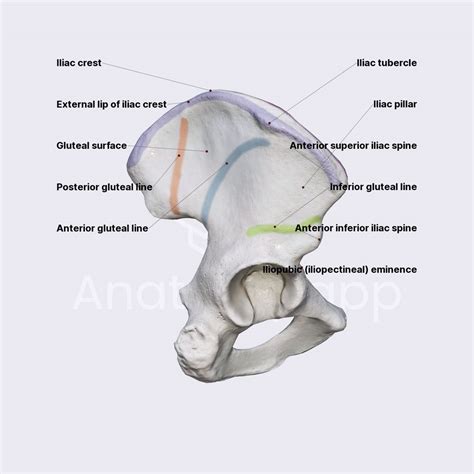 Ilium (landmarks) | Skeleton of the lower limb | Lower Extremity | Anatomy.app | Learn anatomy ...