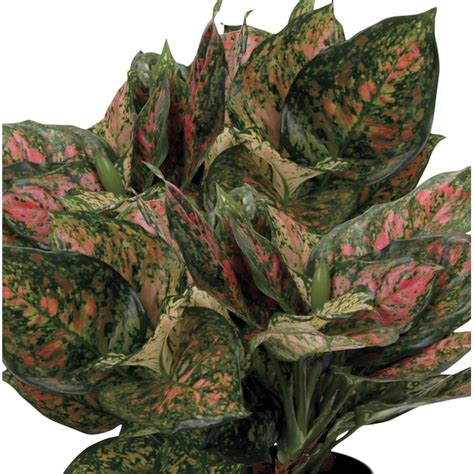 Costa Farms Red Aglaonema House Plant in the House Plants department at Lowes.com