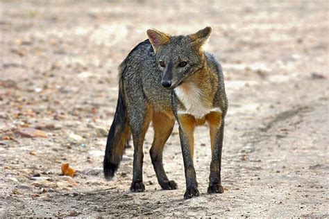 Crab-eating fox (Cerdocyon thous) Kaa-Lya National Park