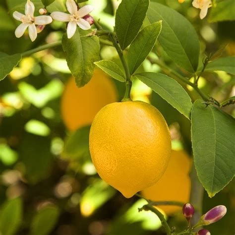 Lemon Tree (Lemonicious) - Gardenwize Nursery