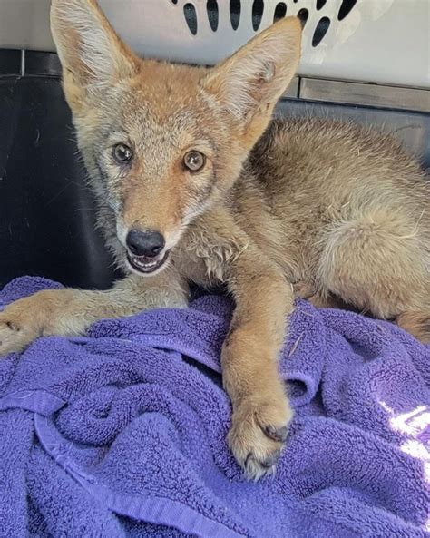 Look: Lost coyote pup found visiting California family's dogs in kennel - UPI.com