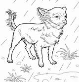 Chihuahua Coloring Pages  Dogs Páginas Para Colorear sketch template