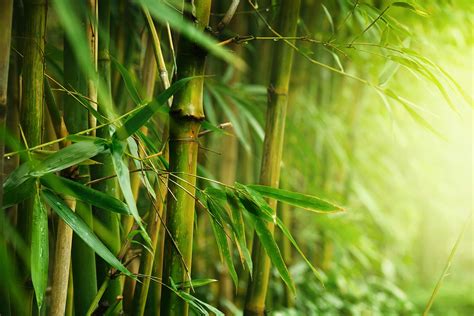 Bamboo Stalks – Print A Wallpaper