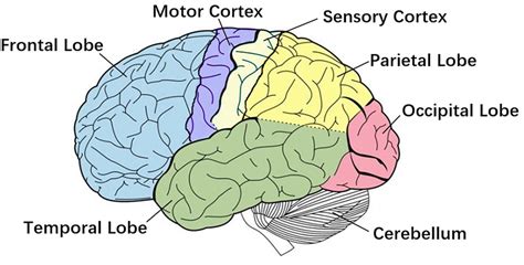 Motor Cortex Brain Diagram