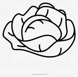 Lettuce Coloring Page  Free Transparent Clipart ClipartKey sketch template