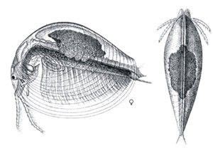 CRUSTACEA (Crustáceo) - Branchiopoda, Ordem Spinicaudata. / CRUSTACEA (Crustacean ...