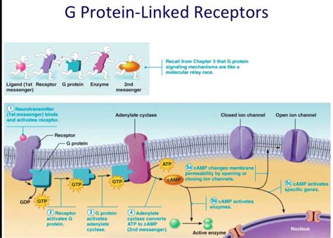 GPCR-Adenylate cyclase/cAMP signaling Where receptor functions in conjunction with a G-protein ...