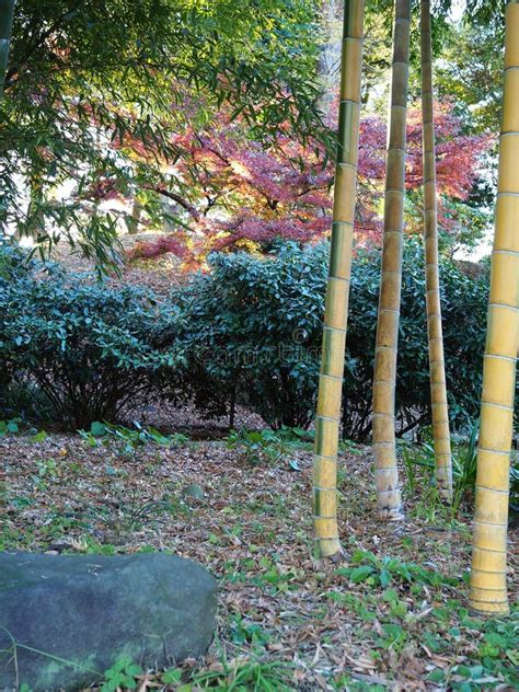 Natural Japanese Bamboo Garden Stock Photo - Image of growing, peaceful: 106482764