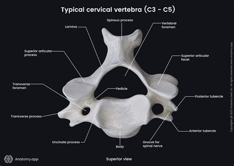 Axis Vertebra Superior View