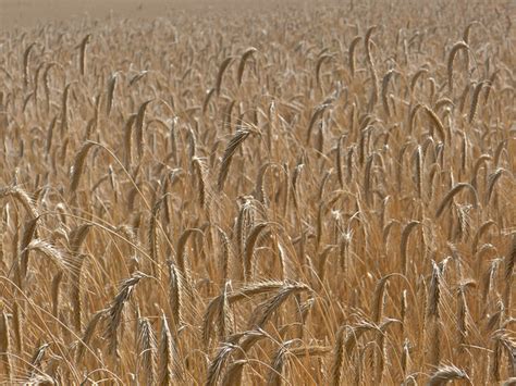 Barley | Diseases and Pests, Description, Uses, Propagation