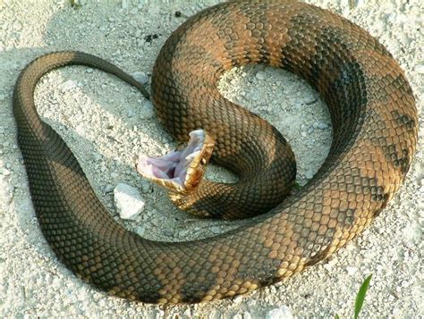 Cottonmouth Water Moccasin Les Reptiles, Reptiles And Amphibians, Water Moccasin Snake, Texas ...