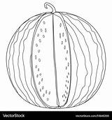 Watermelon coloring Page Royalty Free Vector Image sketch template
