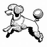 Playful poodle Coloring Page Lulu Pages sketch template