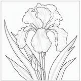 Printable Iris Coloring Pages In Faience Style  Premium AI Generated Image sketch template
