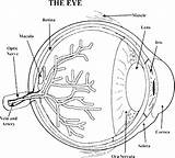 Eyeball Coloring Page At GetColoringscom  Free Printable Colorings sketch template
