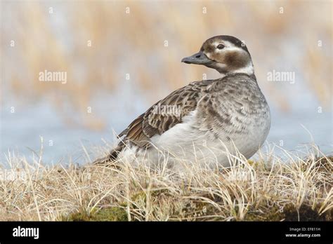 Long-tailed Duck - Clangula hyemalis - breeding female Stock Photo - Alamy