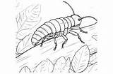 Earwigs Coloring Page For Kids Graphic By MyCreativeLife · Creative Fabrica sketch template