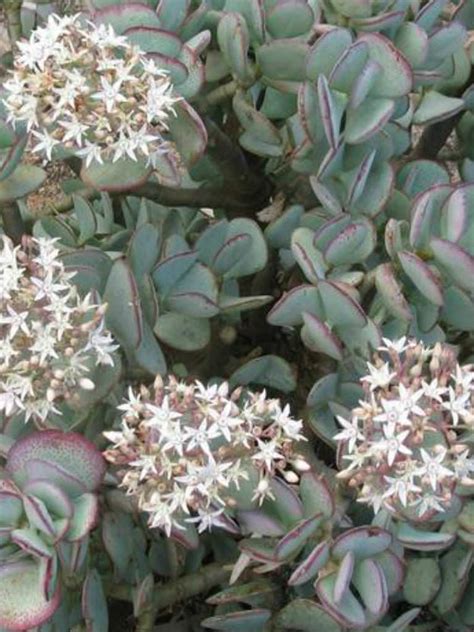 Crassula arborescens - Silver Dollar Plant | World of Succulents