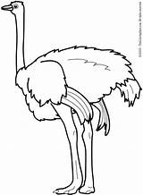 Ostrich Coloring Page At GetColoringscom  Free printable Colorings sketch template