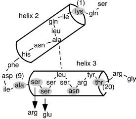 Mutation of the helix-turn-helix motif. The proposed structure the 186... | Download Scientific ...