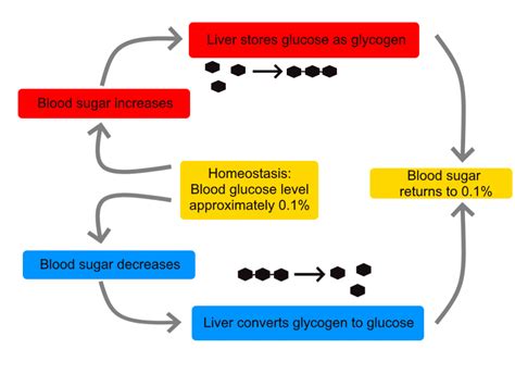 Homeostasis: AP® Biology Crash Course Review | Albert.io