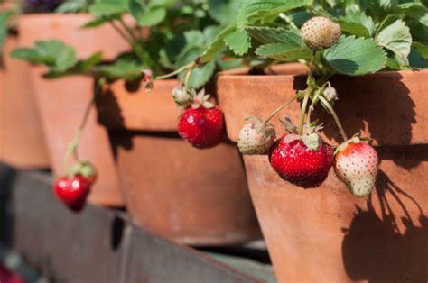 HOW TO GROW STRAWBERRIES IN POTS AND CONTAINERS |The Garden of Eaden