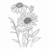 Gerber Daisy Coloring Pages sketch template