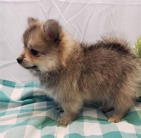 Pomeranian Puppies For Sale | Plant City, FL #292299