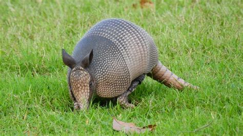 Nine-banded Armadillo | Armadillo youngsters (Pups) invading… | Flickr