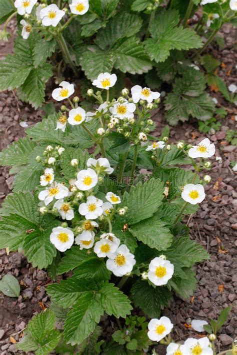 Blooming Strawberries Plants. Strawberry Bush . White Strawberry ...