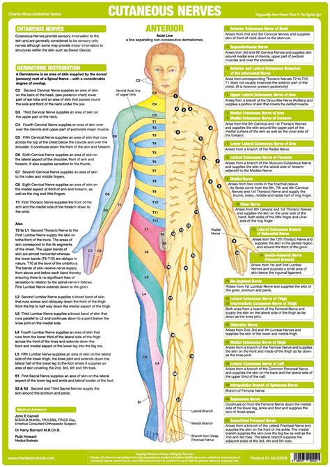 Unique set of 6 charts illustrating & explaining the human Nervous System showing Major Nerves o ...