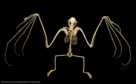 Samoa Flying Fox Skeleton : r/creepy