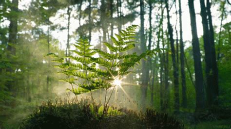 Forest Sun Rays GIF - Forest Sun Rays Calm - Discover & Share GIFs