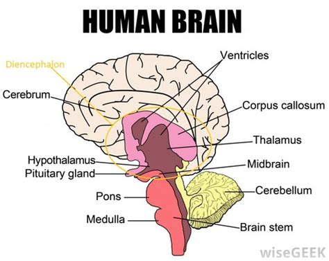 Brainstem Flashcards | Quizlet