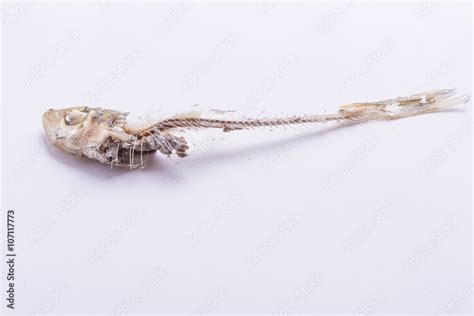 sardine bones after meal Stock Photo | Adobe Stock