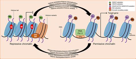 Modulation of chromatin status by histone acetylation dynamics and ...