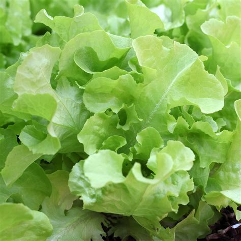 Leaf Lettuce Garden Seeds - Oakleaf - 4 Oz - Non-GMO, Heirloom Vegetable Gardening & Microgreens ...