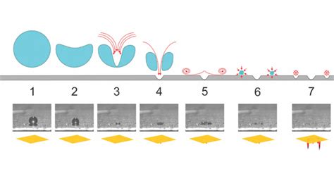 Air entrainment, aeration, cavitation and foaming: How are they related ...