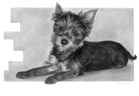 Cute dog pencil drawing by Thubakabra on DeviantArt