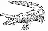 Nile Crocodile Coloring Page At GetDrawings  Free Download sketch template
