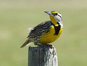 What is the State Bird of Nebraska? (And Their Facts)