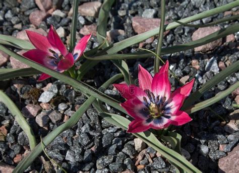 Small Crimson Flowers With A White Middle Grow On The Ground Stock Photo - Image of flowers ...