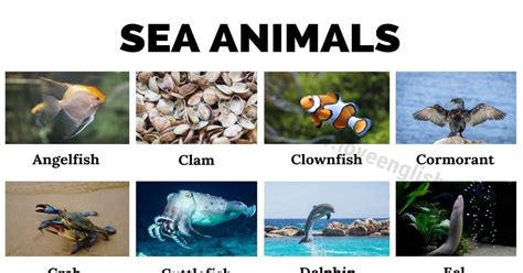 Sea Animals: Names of 37 Animals Live in the Ocean (with Pictures) - Love English