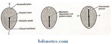 Embryology Further Development of Embryonic Disc Essay Question And ...