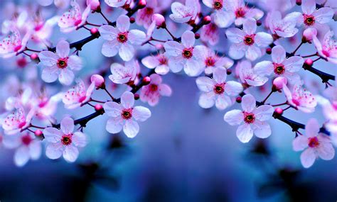 Cherry Blossom Wallpapers - Top Free Cherry Blossom Backgrounds ...