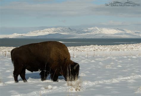 American Bison grazing through the snow – Mia McPherson's On The Wing ...