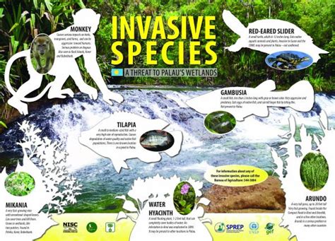 Invasive Species a threat to Palau's wetlands | Battler Resource Base