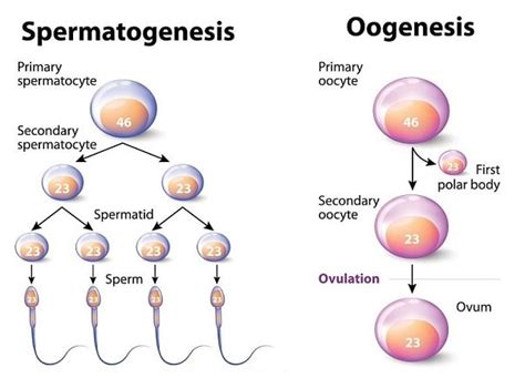 Spermatogenesis and Oogenesis | Key Processes and Stages Involved