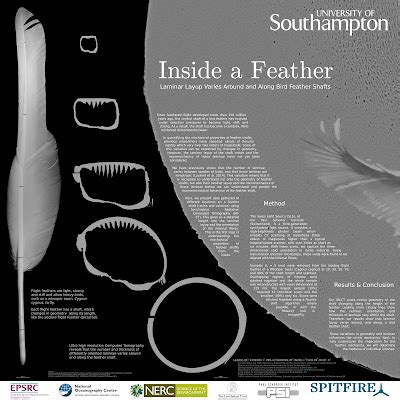 Better Posters: Critique: Feather sections